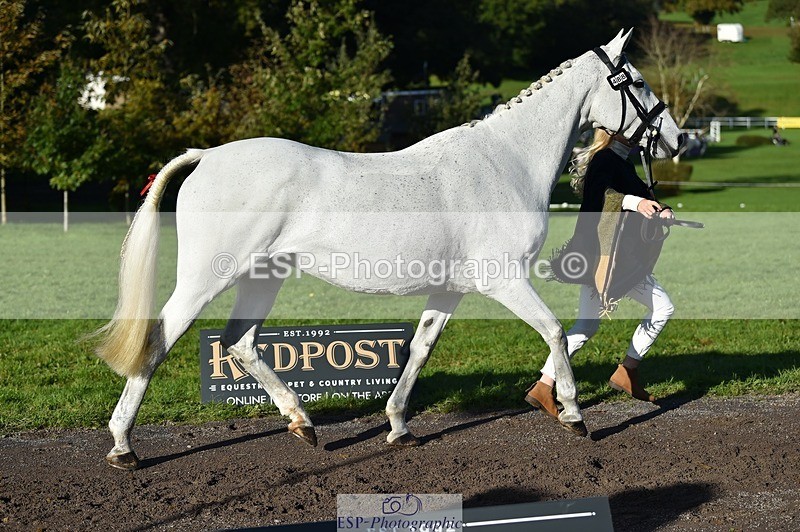 231022-101738-22385 - 488-JEMIMA.J.RAY-Liberty.Turnbull-TrotUp+SJ