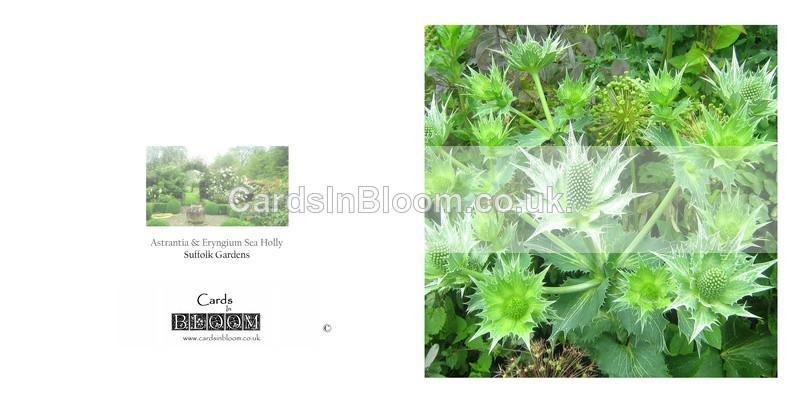 021 Eryngium - FLORAL GREETING CARDS