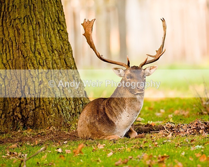 20111022-_MG_6749 - Fallow Deer