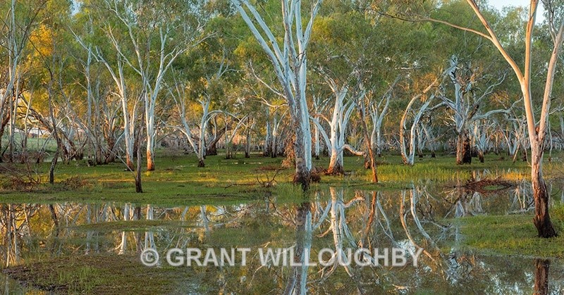 Billabong gums near Newman - Australia
