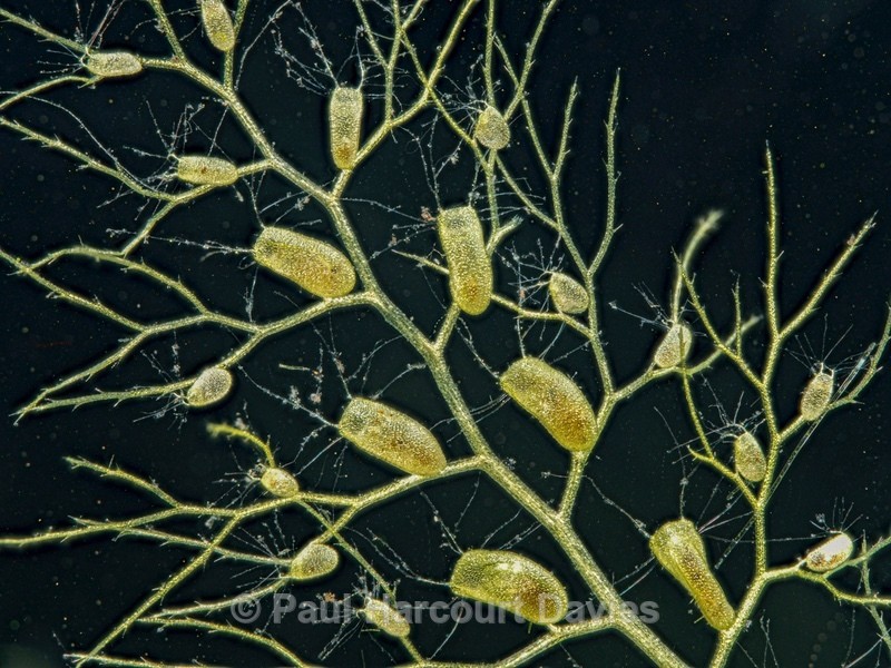 Southern bladderwort (Utricularia australis)  - Ten Metres from Home 2021