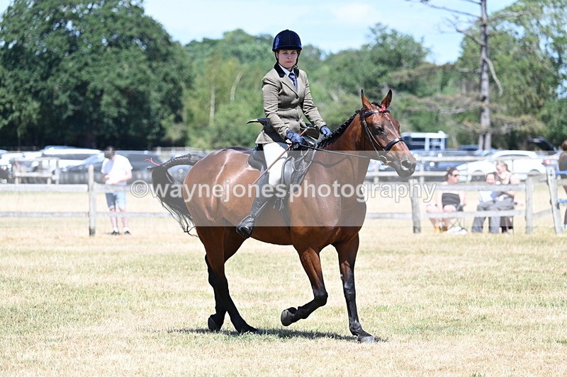 WJ7_3056 - Class 7 Riding Club Show Horse