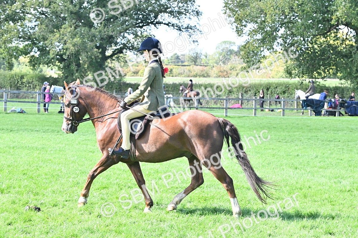 SBM_44553 - S13 - Pony Club Pony