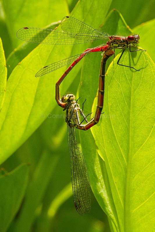 Large Red Damsels - Dragons