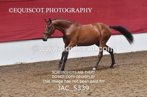 JAC_5339 - 7 L'Espirits Little Unicorn