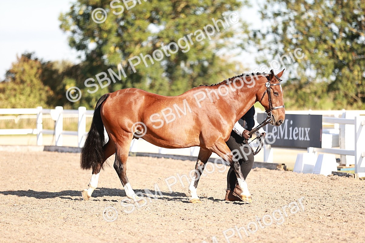 SBM_11159 - Class 401 - IH  Veteran horse