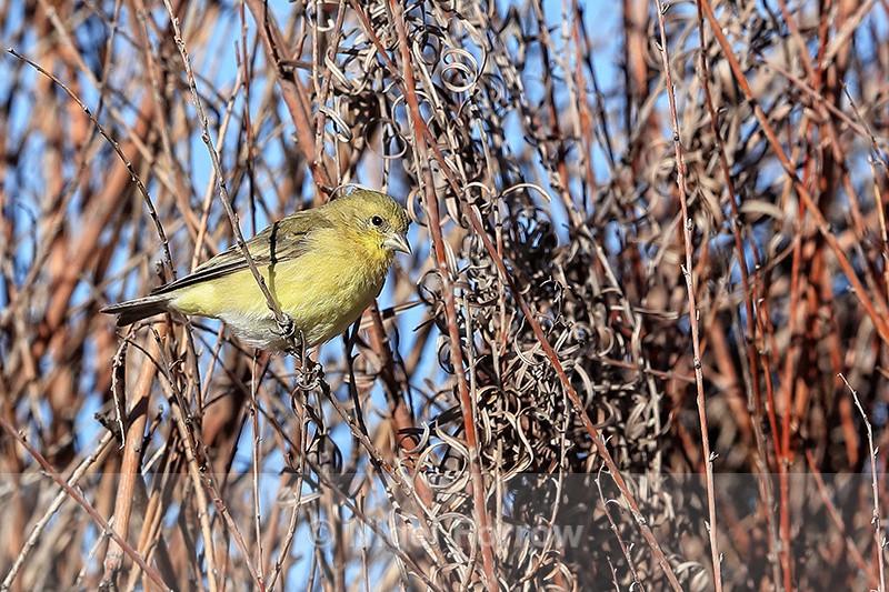 Lesser Goldfinch (female), Bosque del Apache, New Mexico - Lesser Goldfinch