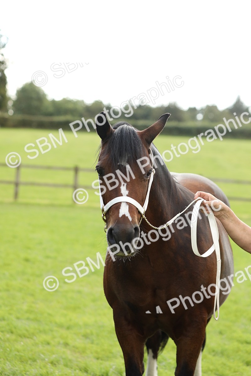 SBM_65530 - S47 - Mountain & Moorland In Hand Large Breeds