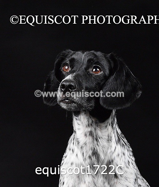 equiscot1722C - TAM