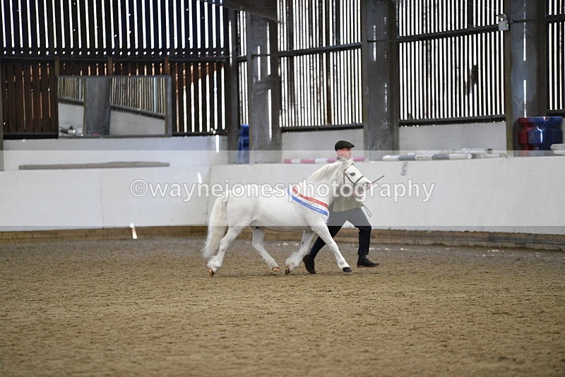 WJ5_5842 - Morning in hand Championship