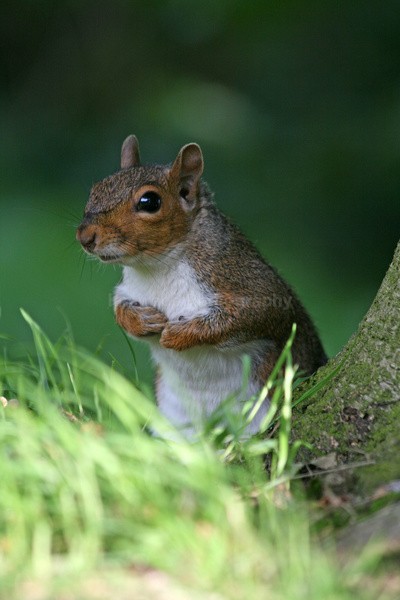 Grey Squirrel_AGTO126 - Wildlife, Mammal Photography, Great Britain