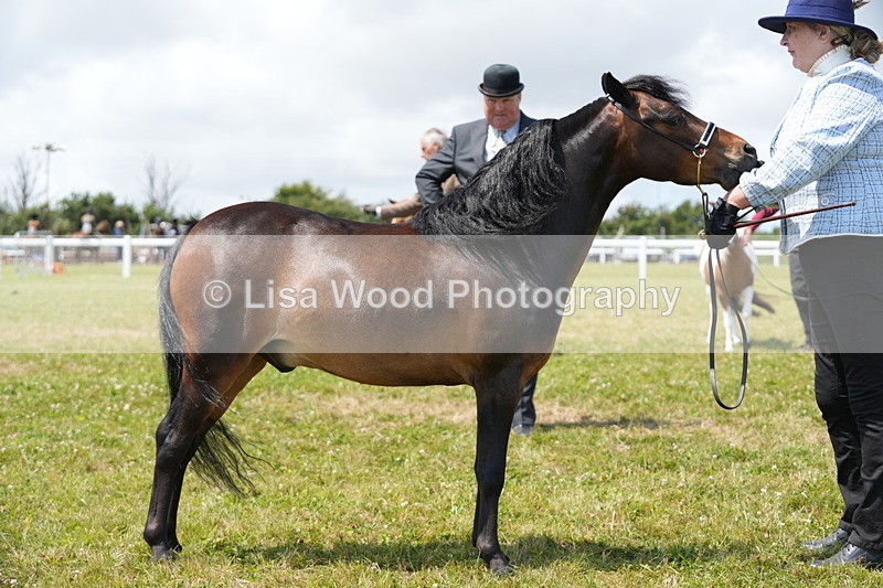 DSC06608 - Class 57: Miniature Horse 4yrs & over