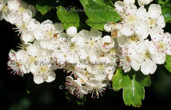 Crataegus Monogyna - Plants