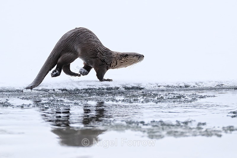 River Otter loping along ice, Yellowstone National Park - Otter