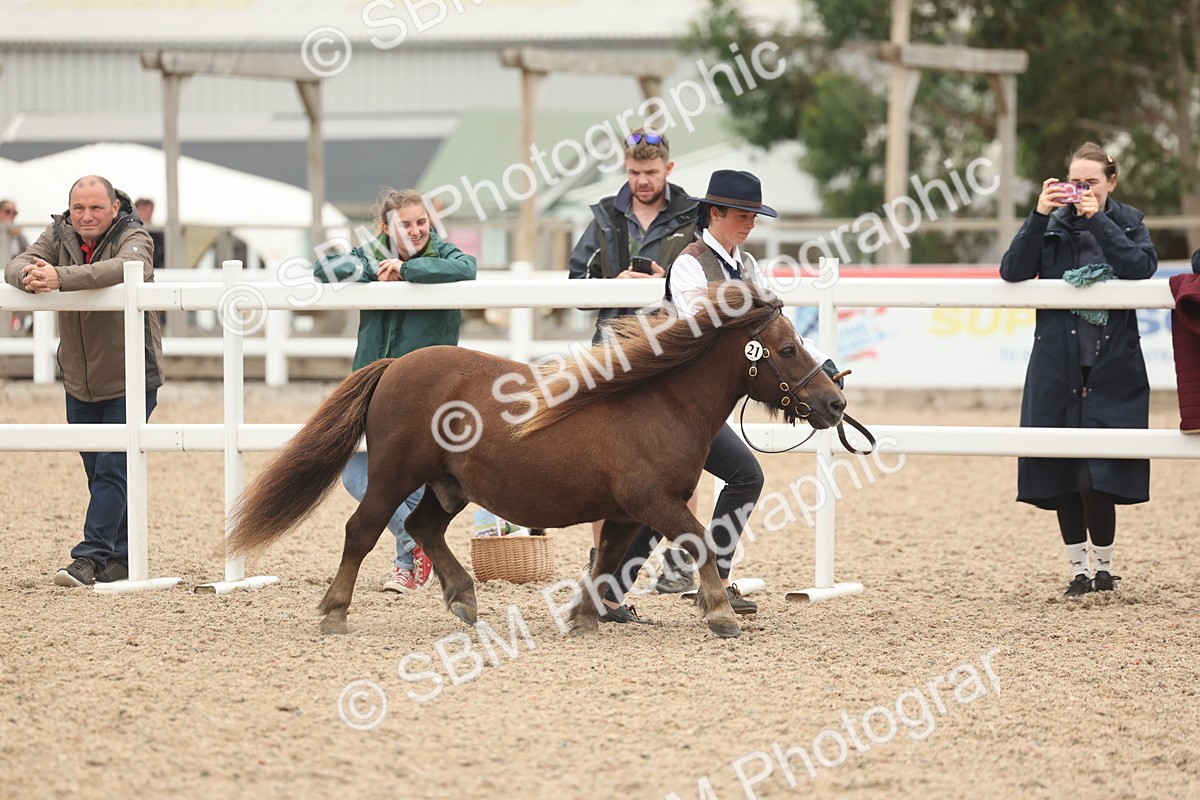 SBM_19270 - Class 317 - IH Pure Bred Horse-Pony