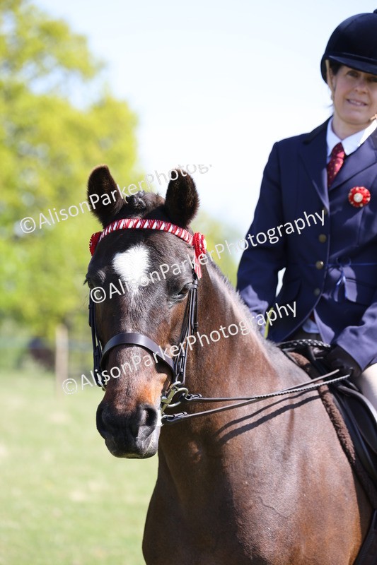20250427-3263 - Class 33 - Best Pony 14.2hh and Under