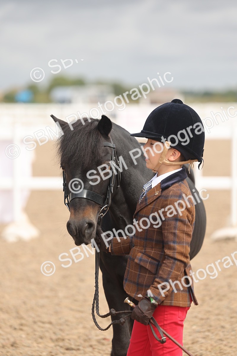 SBM_04420 - Class 18 - Handsomest Gelding (IH or Ridden)