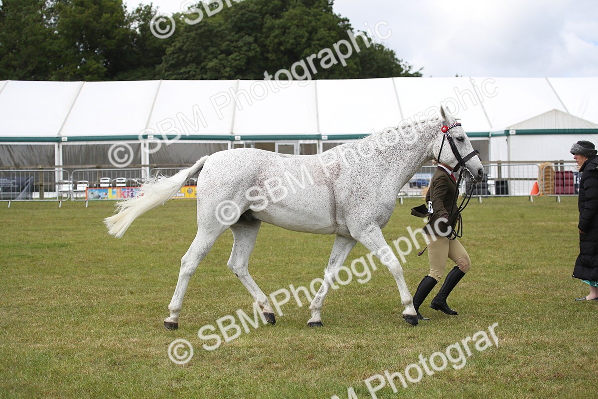 SBM_13259 - Class 95-96 - LIHS BSHA Rising Star Hack Riding Horse