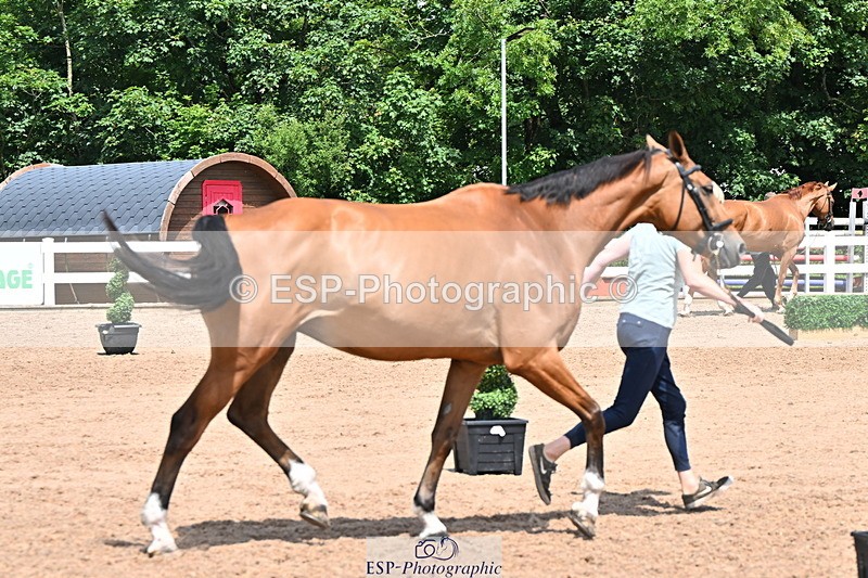 240718A-105319-01835 - Trot Up 1pm to 2pm