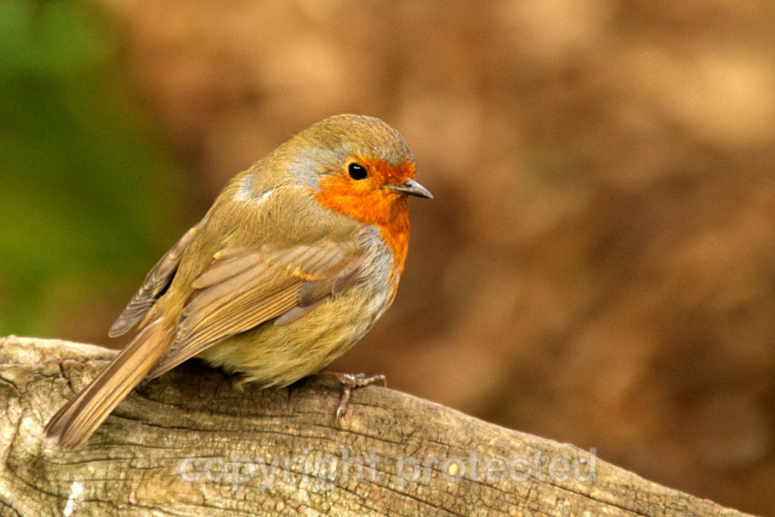 Robin - Colchester Zoological Society - Essex - Birds