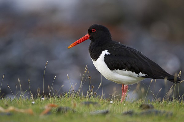 Oyster Catcher, Isle of Mull (OC,J, 2011.1) - ISLE OF MULL WILDLIFE, Wildlife images from the Inner Hebrides