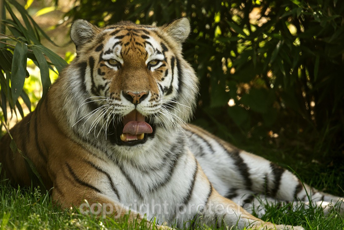 Amur Tiger - Taiga - Big Cats