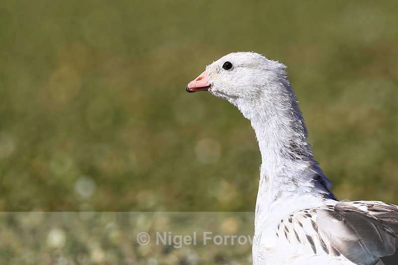 Andean Goose portrait, Rio Putana, Chile - Andean Goose