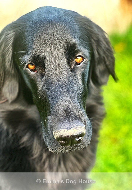  - Pawtraits