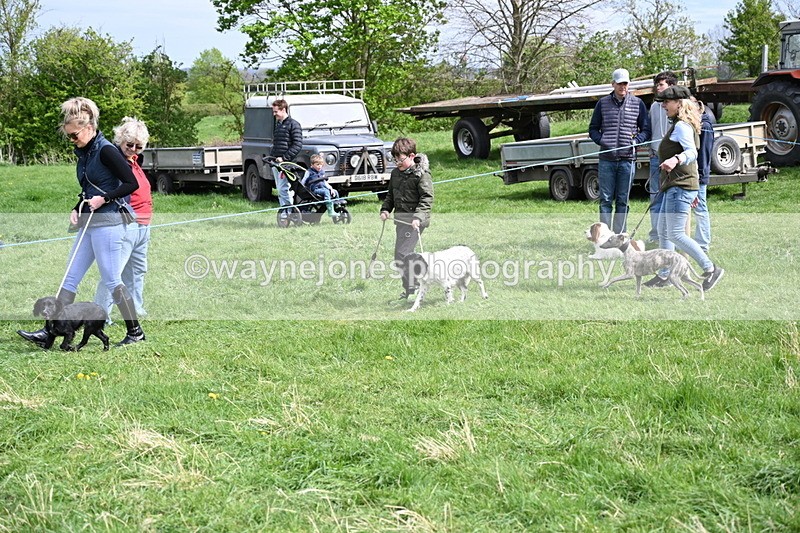 WJ6_8886 - Class 8 Best Working / Gun Dog or Bitch