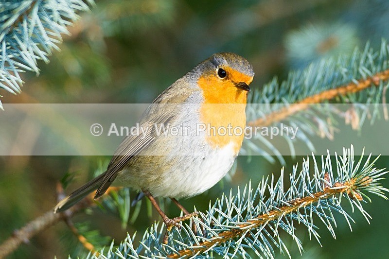 20121027-_MG_1168 - Robin