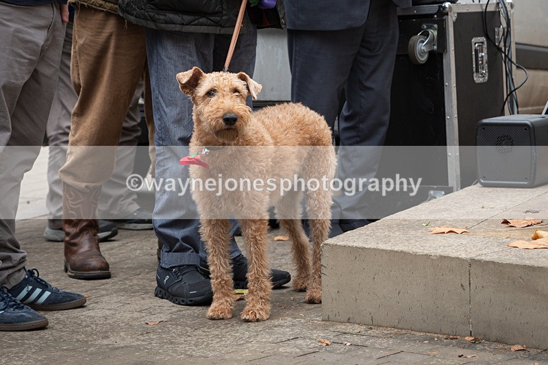 Z62_4685 - Animals In War Memorial 2025 - Park Lane, London