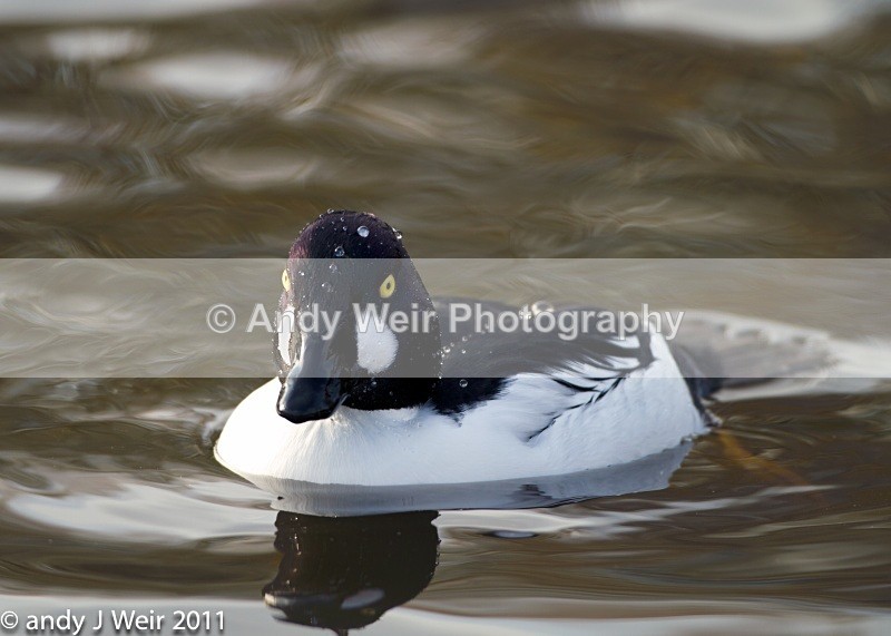 Goldeneye-3375 - Goldeneye