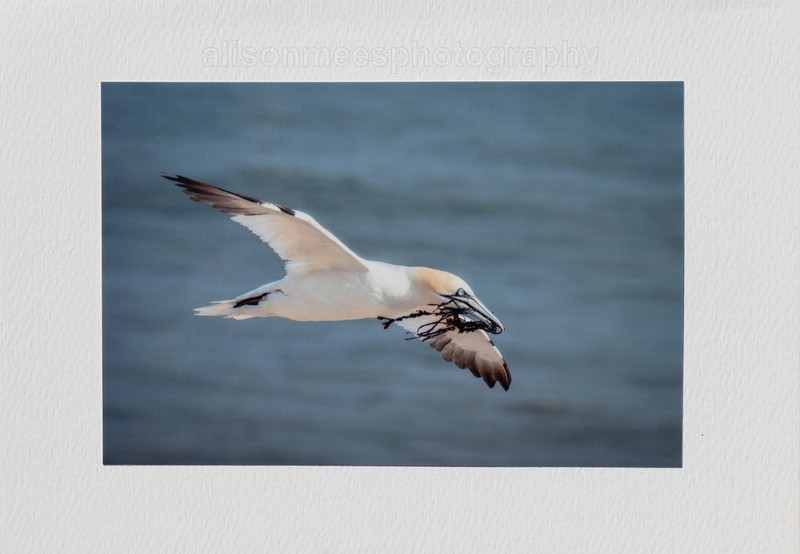 56 Gannet in Flight - For Sale - Handmade Cards £2.50 each