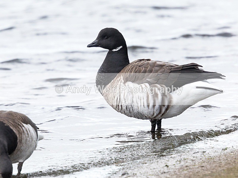 180307-Wirral0137 - Geese & Swans