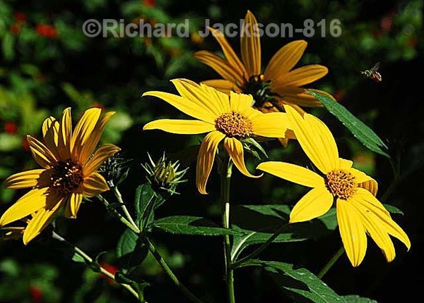 Sunflowers - Flowers