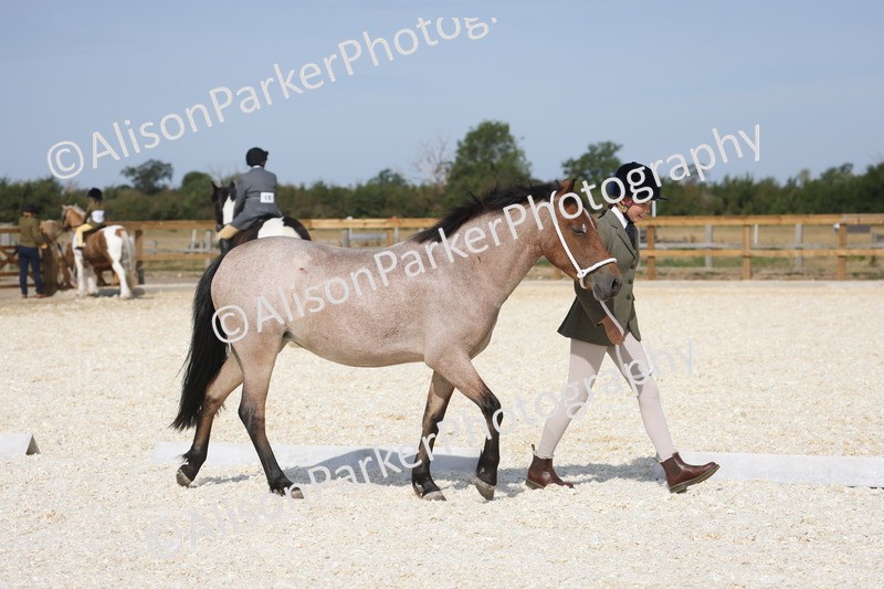 20260802-0854 - Class 9 - Youngstock