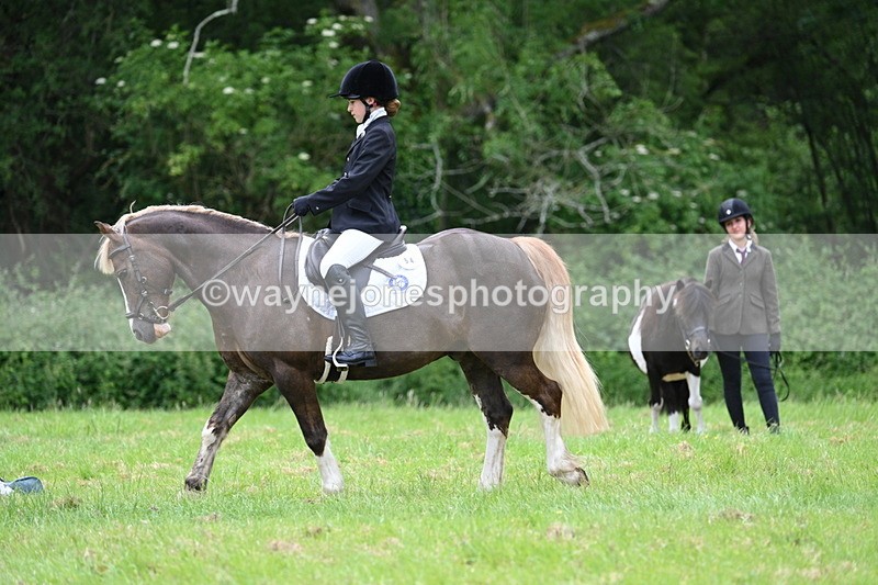 WJ7_4172 - Class 14A Handsome Gelding