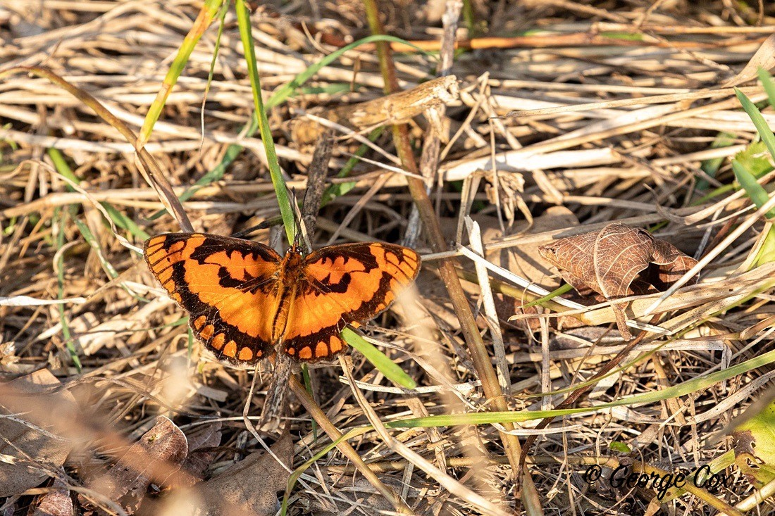 Butterfly Spotted Joker - South Africa - Limpopo