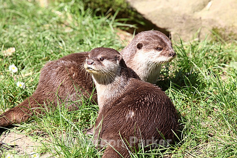 Pair of Otters - Wildlife