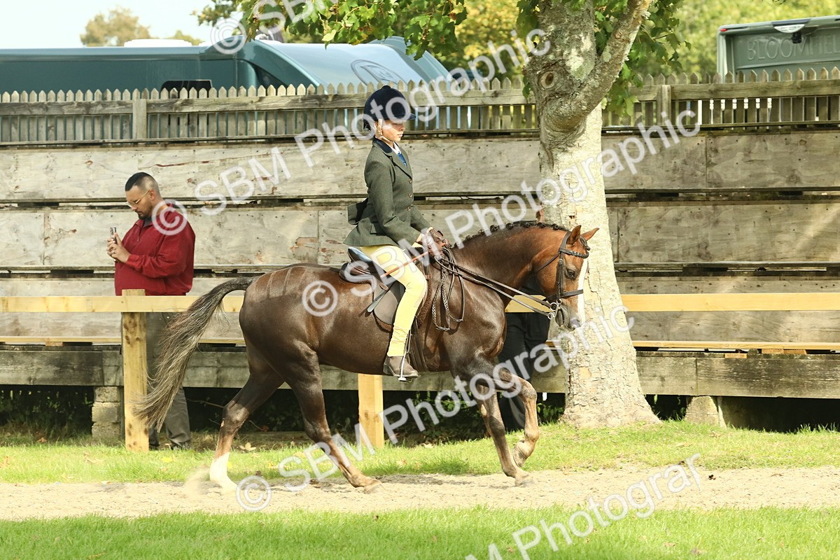 SBM_69034 - S58 - Mini Show Cob Ridden