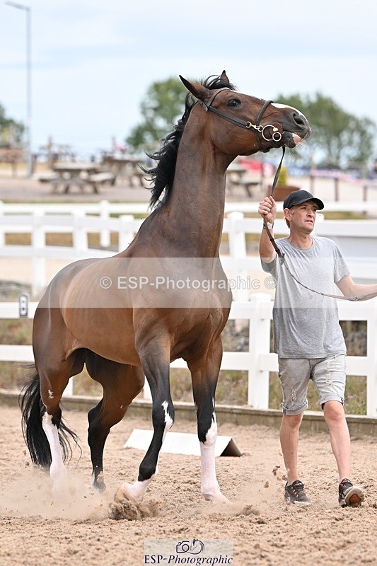 250716-152458-01918 - Trot Up 2.30 to 3.30