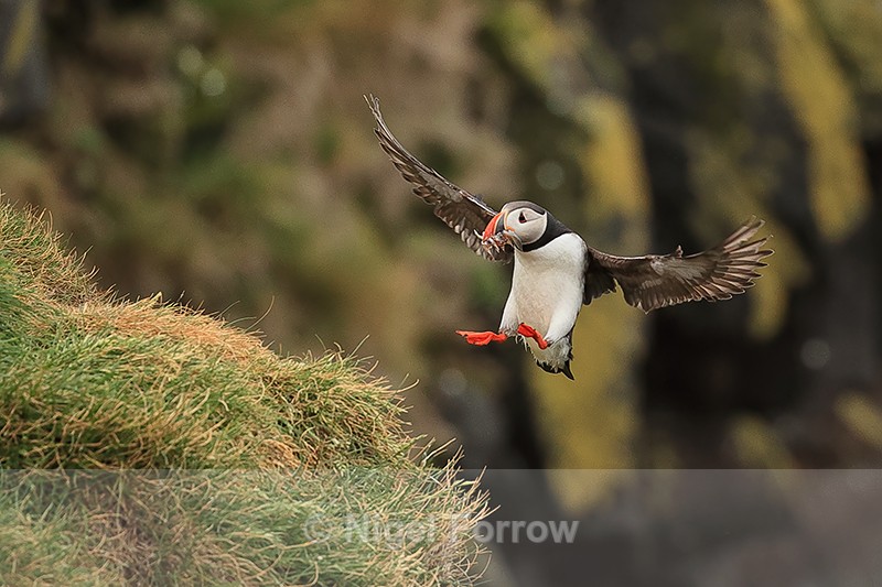 Puffin returns with fish, Cape Ingolfshofdi, Iceland - Puffin