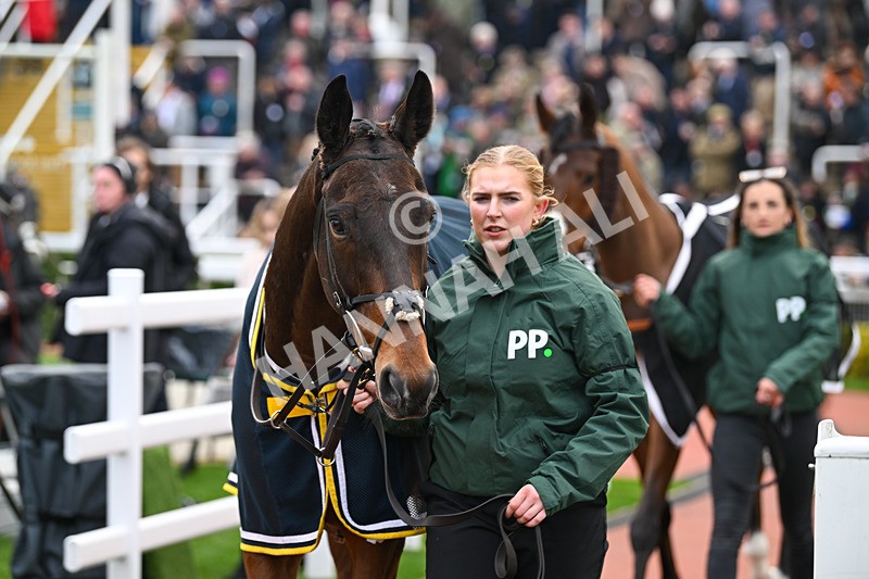 161124-Race 4-Paddock-Hartur Darc-0276