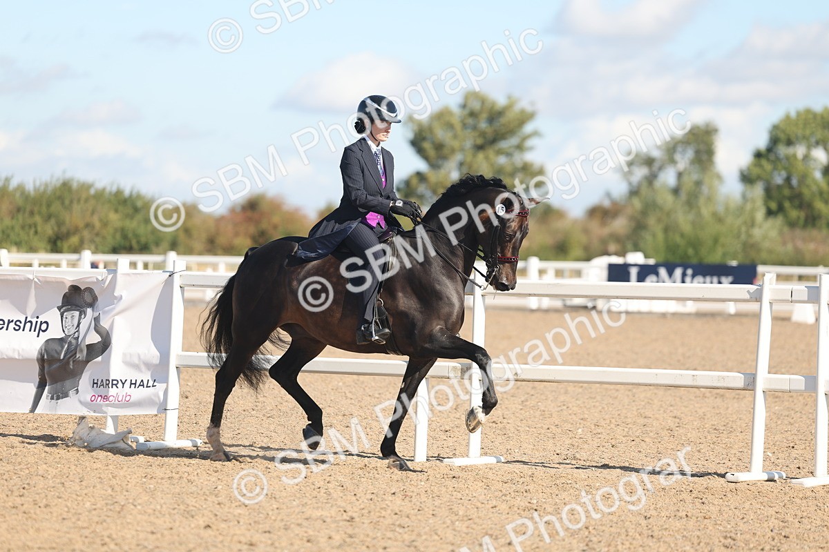 SBM_13006 - Class 305 - Ridden Foreign Breed Pure Bred