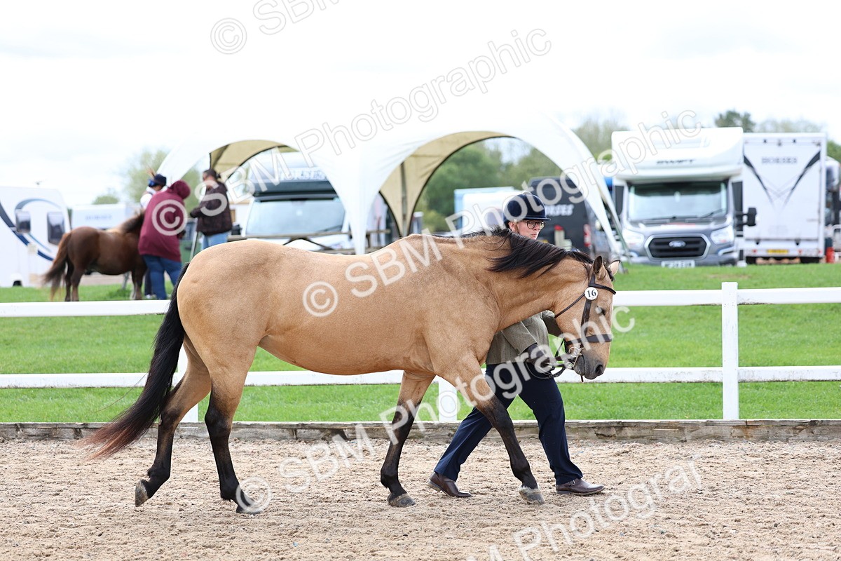SBM_01523 - Class 17 - Prettiest Mare
