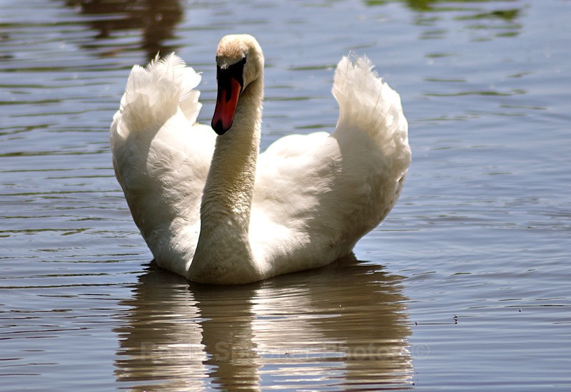  - White Swans and Cygnets