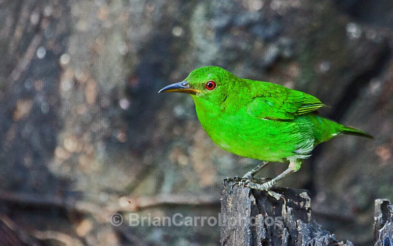 IMG_5327 Green Honeycreeper - Costa Rican Wildlife