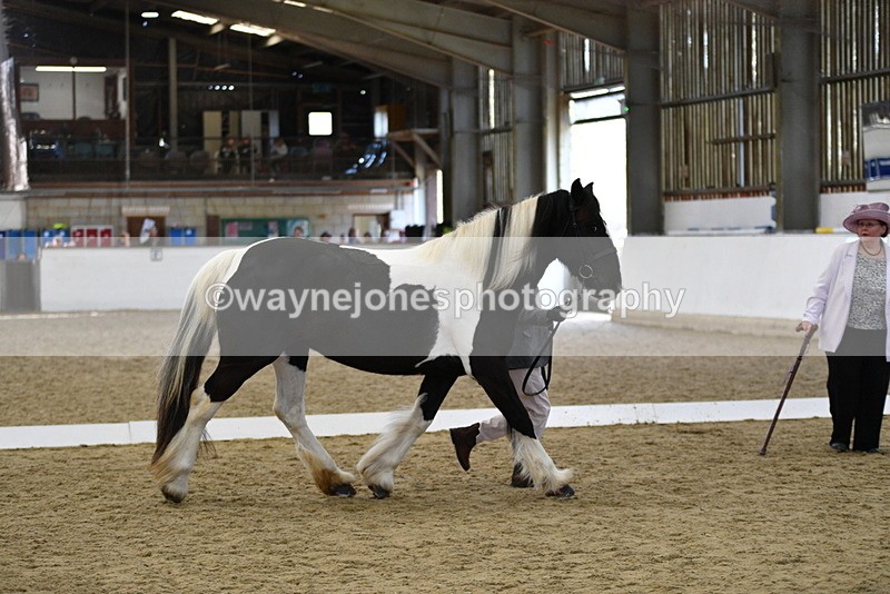 WJ5_4996 - Class 7 In hand coloured / odd coloured