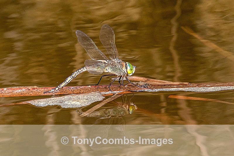 Lesser Emperor Dragonfly - Morocco