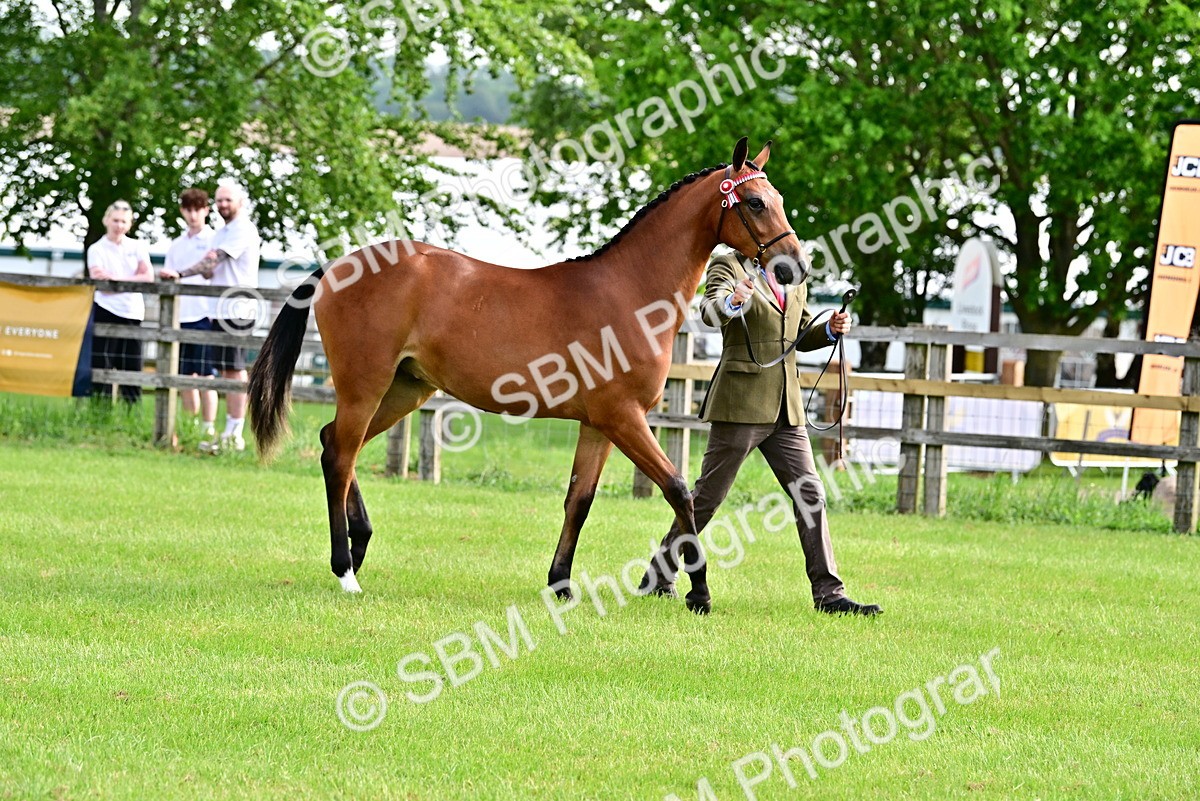 SBM_00067 - Class 46-49 - Arab and Part Bed-Anglo Arab In Hand